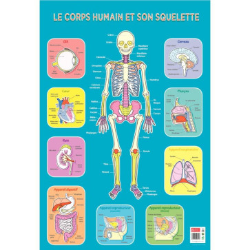 Poster Pédagogique en PVC 76x52cm - Thème Le Squelette